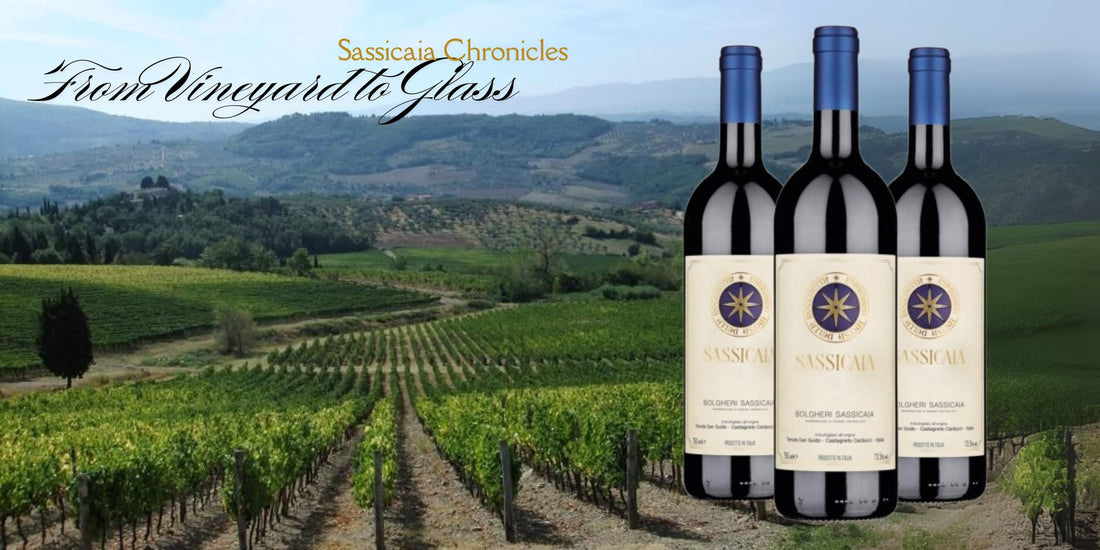 Sassicaia Chronicles: From Vineyard to Glass