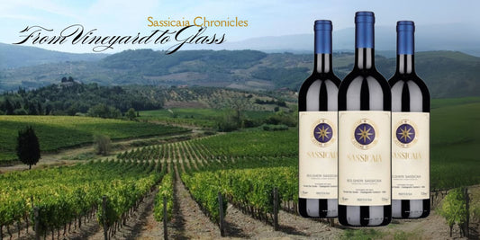 Sassicaia Chronicles: From Vineyard to Glass
