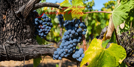 8 Essential Grapes to Understand Sonoma Wine